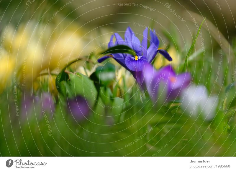 Iris, Frühjahrsblüher Ostern Umwelt Natur Landschaft Frühling Schönes Wetter Pflanze Gras Krokusse Schwertlilie Garten Park Wiese Freundlichkeit blau mehrfarbig