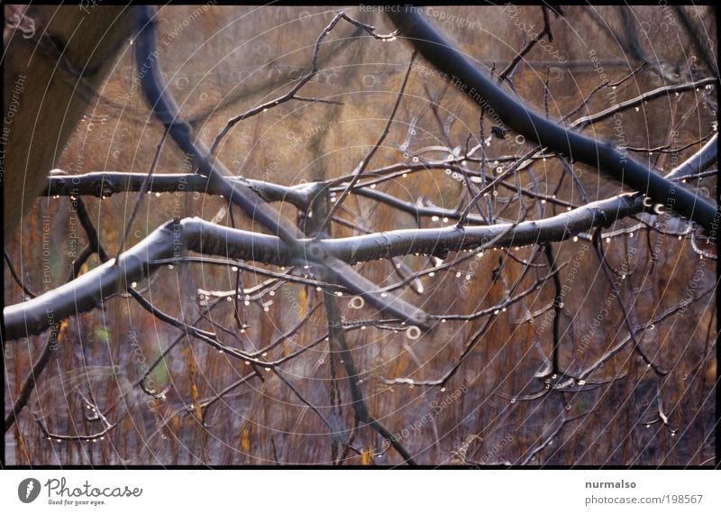 geästelig Freude Ferne Kunst Natur Landschaft Pflanze Tier Urelemente Herbst Klima Regen Baum Sträucher beobachten Duft entdecken glänzend leuchten Blick