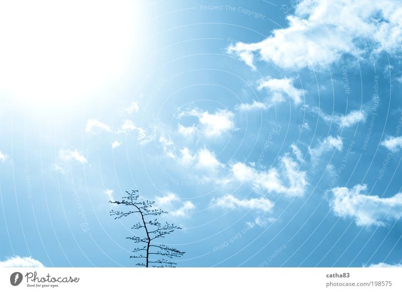 Immer der Sonne nach Natur Luft Himmel Wolken Sonnenlicht Zweig Gefühle Glück Lebensfreude Frühlingsgefühle Willensstärke Sympathie Baum Farbfoto Außenaufnahme