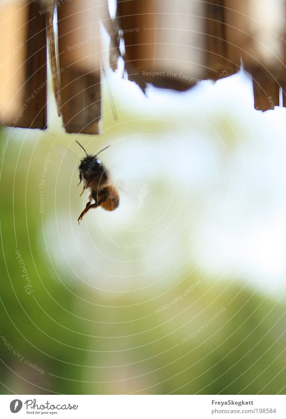 Ich suche mir ein Haus II Natur Frühling Schönes Wetter Tier Biene Flügel 1 Arbeit & Erwerbstätigkeit bauen entdecken fliegen Neugier wild gelb grün Kraft Leben