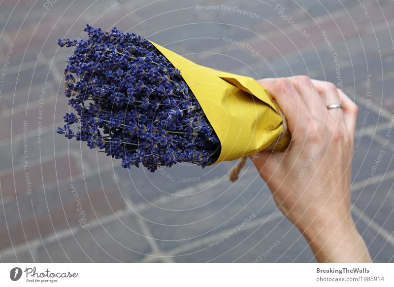 Die Frauenhand, die Blumenstrauß weg von getrocknetem Lavendel hält, blüht Valentinstag Muttertag feminin Junge Frau Jugendliche Erwachsene Hand 1 Mensch