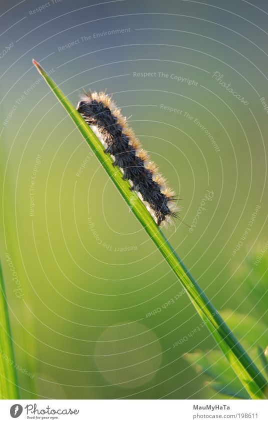 Kleiner Wurm träumt von der Weite. Natur Pflanze Tier Wasser Wassertropfen Himmel Sonne Frühling Gras Garten Park Schmetterling 1 Tierjunges Kontakt Macht Kraft