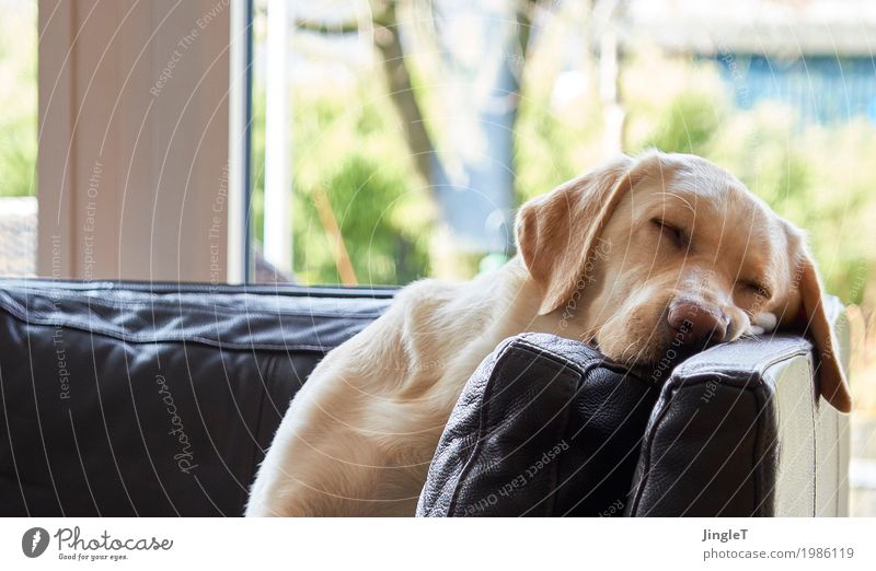 schwesta siesta Tier Haustier Hund Labrador 1 Erholung niedlich blau braun gelb gold grün schwarz weiß Vertrauen Warmherzigkeit friedlich Gelassenheit ruhig