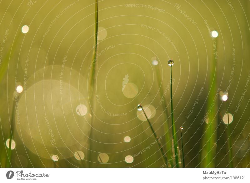 Ein Morgentau Natur Pflanze Urelemente Wasser Wassertropfen Sonne Sonnenlicht Frühling Gras Garten Park Urwald Mikrowelle Spiegel Kristalle Tropfen Globus