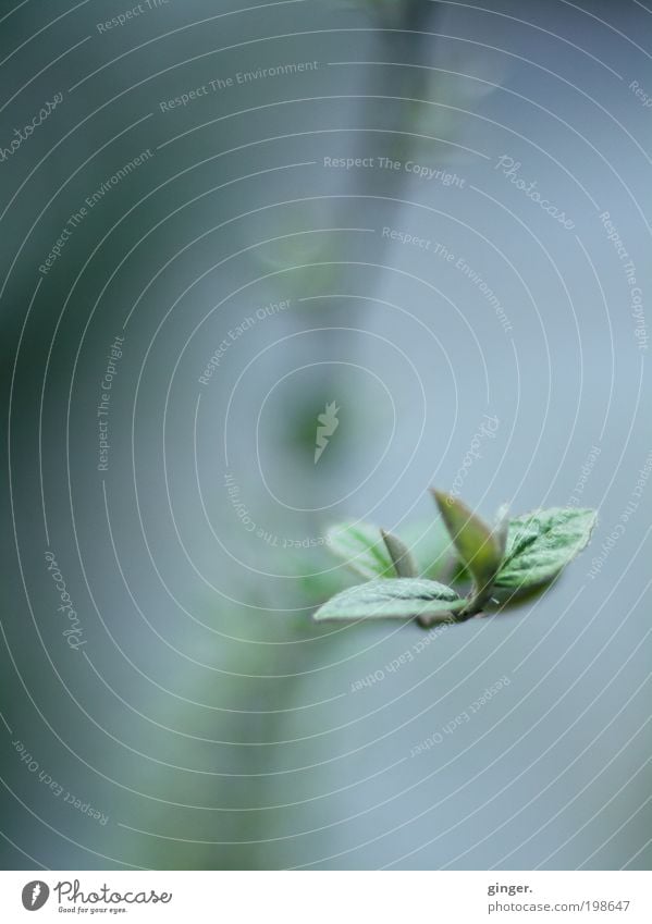 Morgens ist es noch kalt Natur Pflanze Frühling Sträucher Blatt Wachstum klein nah grün grau-blau zart Unschärfe Detailaufnahme Ast gedeihen Blattknospe