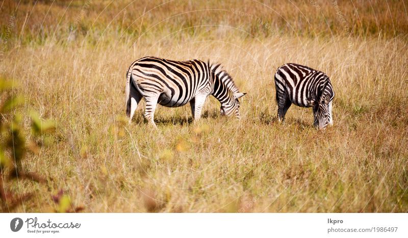 Wildreservat und wildes Zebra Haut Spielen Ferien & Urlaub & Reisen Abenteuer Safari Berge u. Gebirge Zoo Natur Pflanze Tier Gras Park Herde Streifen Fressen