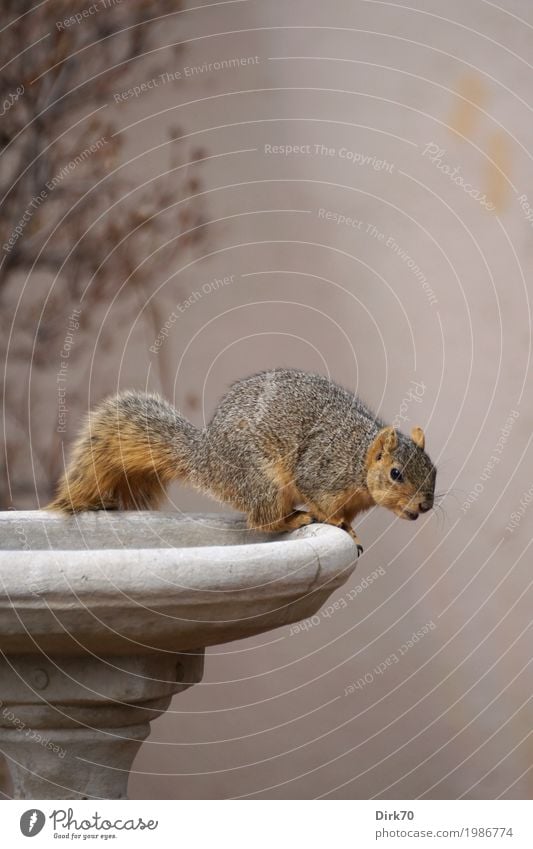 Eichhörnchen-Studie II: ... schauen ... Tier Frühling Sträucher Garten Park Boulder Colorado USA Stadtrand Mauer Wand Ziervase Vase Blumenschale Wildtier