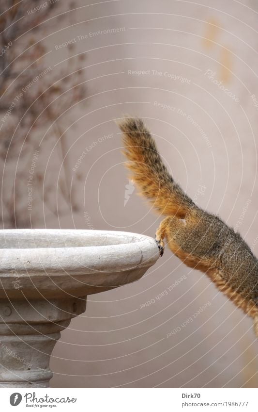 Eichhörnchen-Studie III: ... flüchten! Natur Tier Frühling Sträucher Garten Park Boulder Colorado USA Mauer Wand Ziervase Vase Wildtier Nagetiere Tierporträt 1