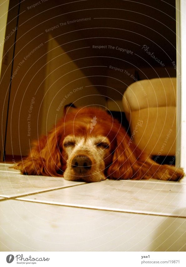 Mein Hund Margo Wohnung schlafen auf dem Boden
