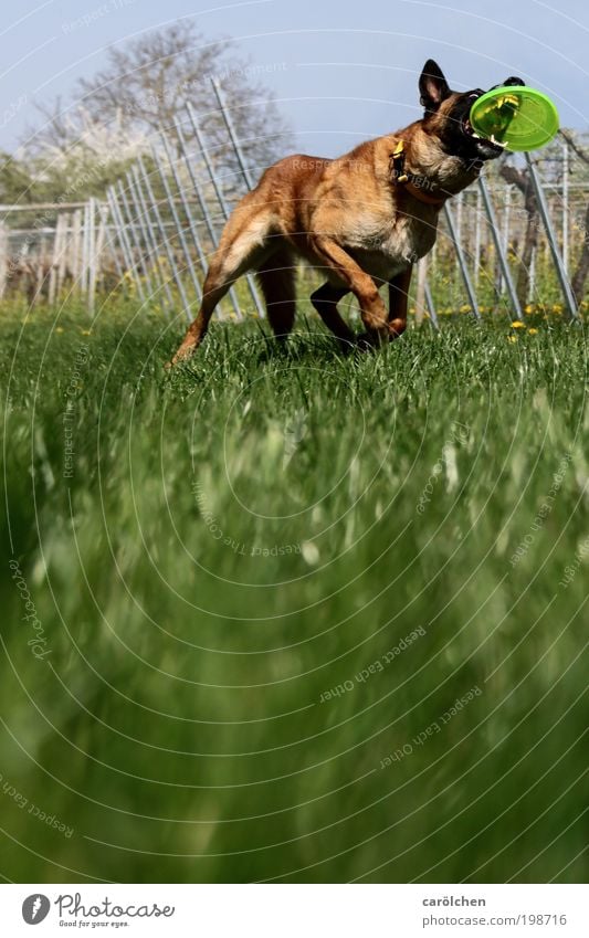 mit Biss Tier Haustier Hund 1 Bewegung fangen sportlich braun grün Kraft Willensstärke Mut Tatkraft Leidenschaft Wachsamkeit Freude Frisbee Hundesport Wiese