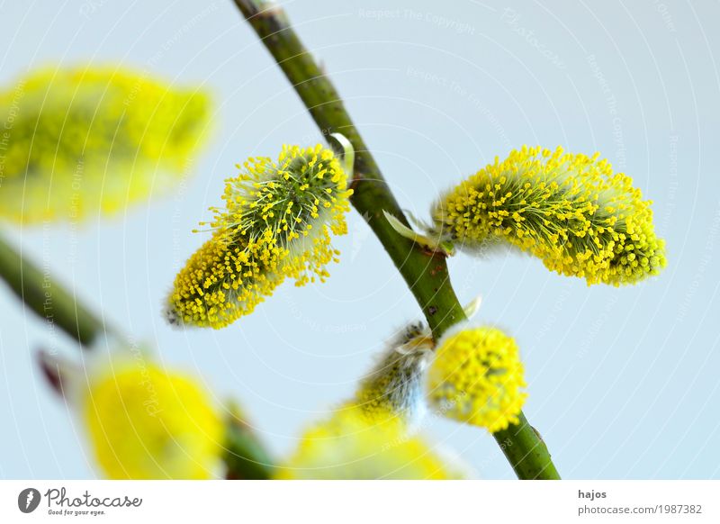 Weidenblüte im Frühjar Ostern Pflanze Frühling Baum Sträucher Blüte Schmuck neu blau gelb Sal-Weide Frühblüher Symbole & Metaphern Nahaufname Jahreszeiten