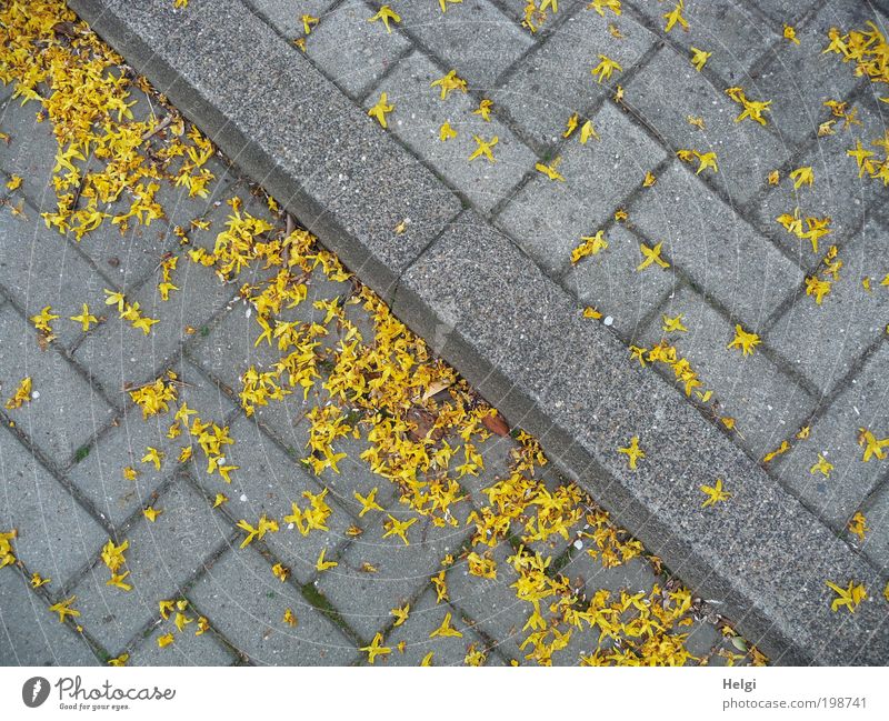 verblüht... Umwelt Frühling Blüte Dorf Verkehrswege Straße Bürgersteig Stein Beton Blühend liegen dehydrieren authentisch eckig klein gelb grau Reinlichkeit