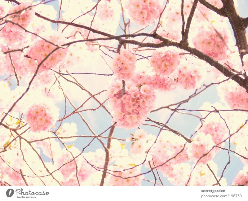 foto durch eine rosarote brille. Kirschblütenfest Umwelt Pflanze Himmel Frühling exotisch Garten Park Blühend Duft glänzend leuchten Kitsch blau weiß