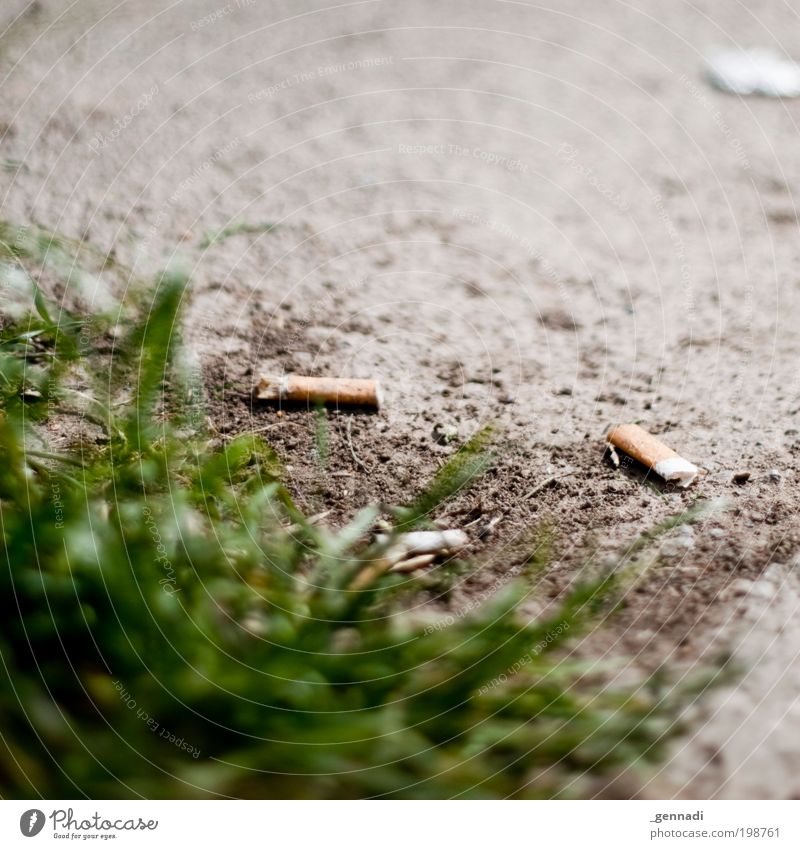 Müllkippe Natur Pflanze Erde Grünpflanze Zigarette Duft dreckig Akzeptanz Schutz authentisch vernünftig Zigarettenstummel Farbfoto Außenaufnahme Menschenleer