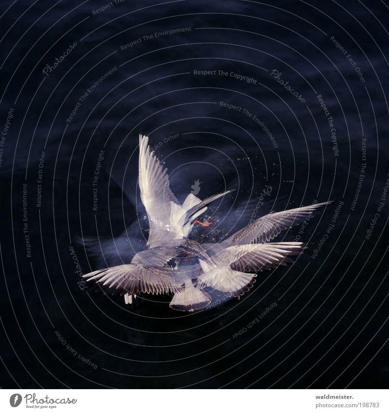 Möwen Wasser Tier Wildtier Vogel Flügel Lachmöwe Tiergruppe fliegen Fressen blau grau Konkurrenz Stroboskop Stroboskopeffekt Gier Doppelbelichtung Farbfoto