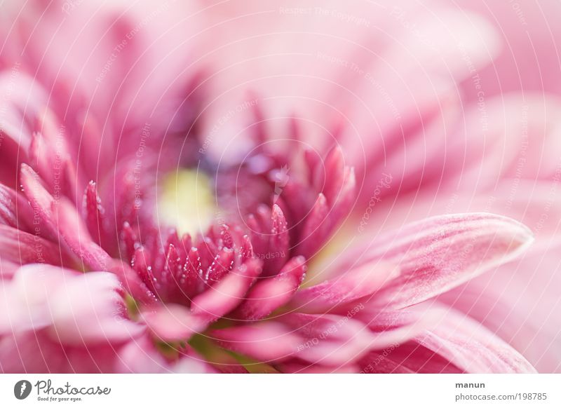 rosa Blume Duft Feste & Feiern Muttertag Taufe Gartenarbeit Natur Frühling Sommer Blüte Chrysantheme Blühend ästhetisch elegant Fröhlichkeit frisch hell schön