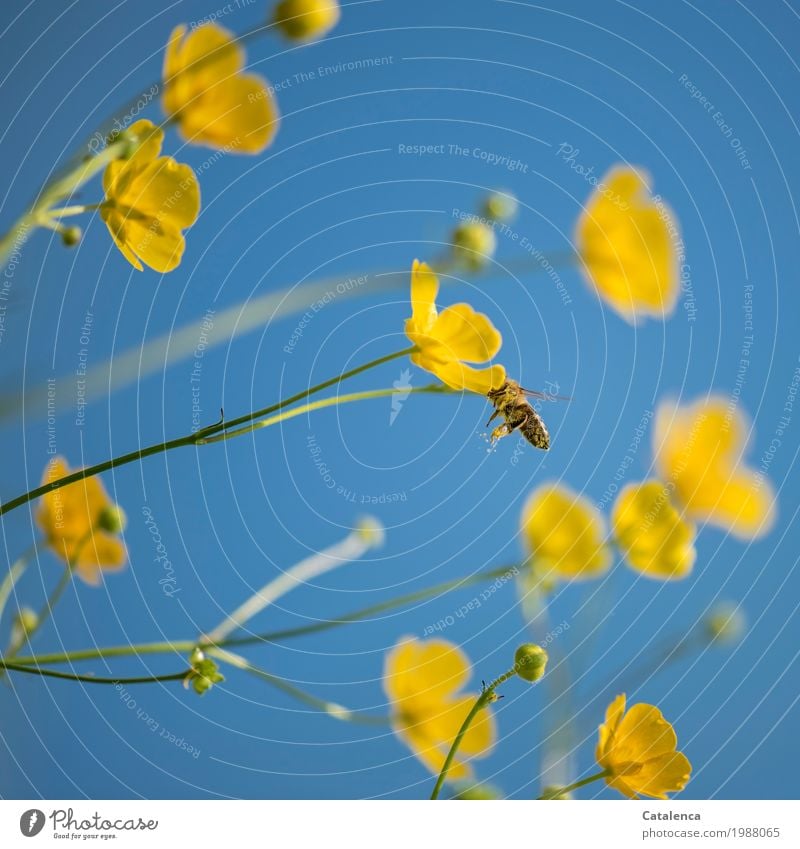 Über Bienen und Blumen; Biene und gelbe Butterblumen  unter blauem Himmel Pollen Pflanze Tier Sommer Schönes Wetter Blüte Sumpf-Dotterblumen Wiese Nutztier 1