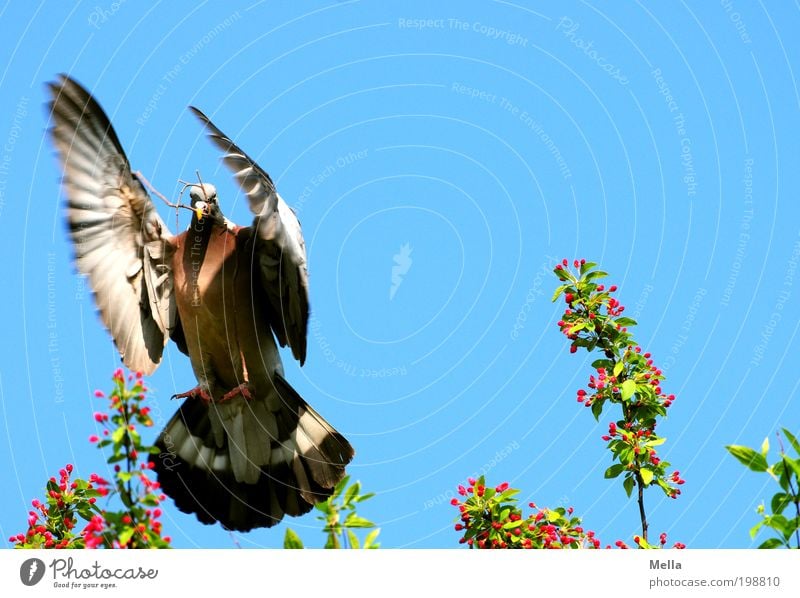 Punktlandung Umwelt Natur Tier Luft Wolkenloser Himmel Frühling Vogel Taube Ringeltaube 1 Zeichen Friedenstaube Bewegung fliegen positiv mehrfarbig Stimmung