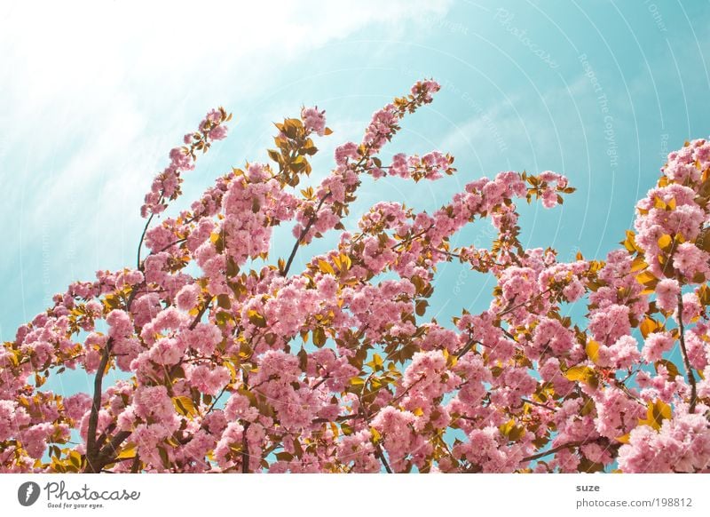 Rosalie Umwelt Natur Pflanze Himmel Frühling Schönes Wetter Baum Sträucher Blüte Blühend Wachstum ästhetisch Freundlichkeit schön rosa Frühlingsgefühle