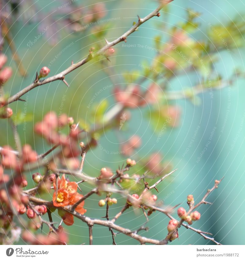 Frühlingspastell Natur Pflanze Schönes Wetter Sträucher Blüte Scheinquitte Blütenknospen Quittenblüte Garten Blühend leuchten hell rosa Stimmung