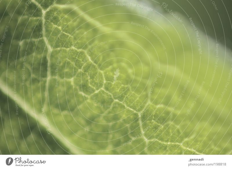 Blattgrün Natur Pflanze Grünpflanze bleich Kontrast kontrastarm Farbfoto Außenaufnahme Detailaufnahme Makroaufnahme abstrakt Muster Strukturen & Formen