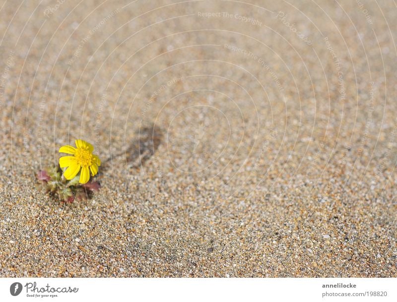 durstig Umwelt Natur Landschaft Sand Klima Klimawandel Schönes Wetter Wärme Dürre Pflanze Blume Blüte Wildpflanze Strand Wüste Blühend Wachstum außergewöhnlich