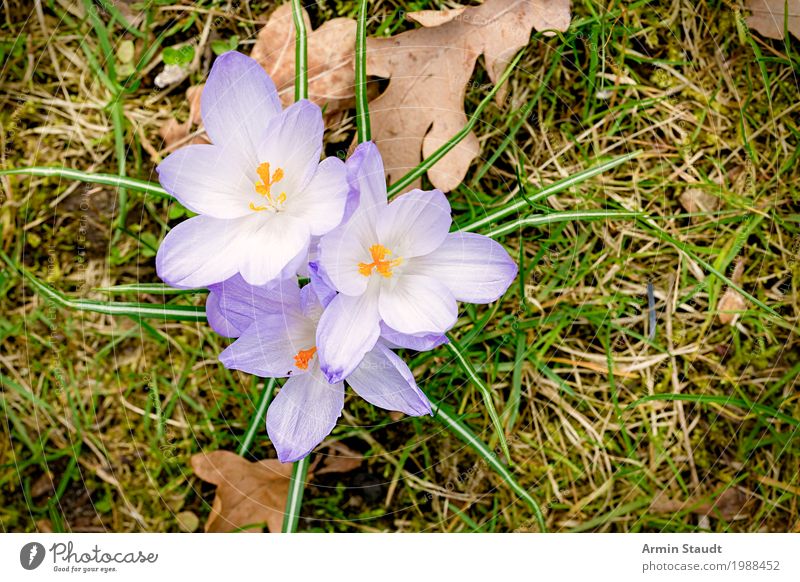Frühling schön Duft Sommer Garten Ostern Natur Pflanze Erde Schönes Wetter Blume Park Wiese atmen leuchten Wachstum ästhetisch frei Freundlichkeit natürlich neu