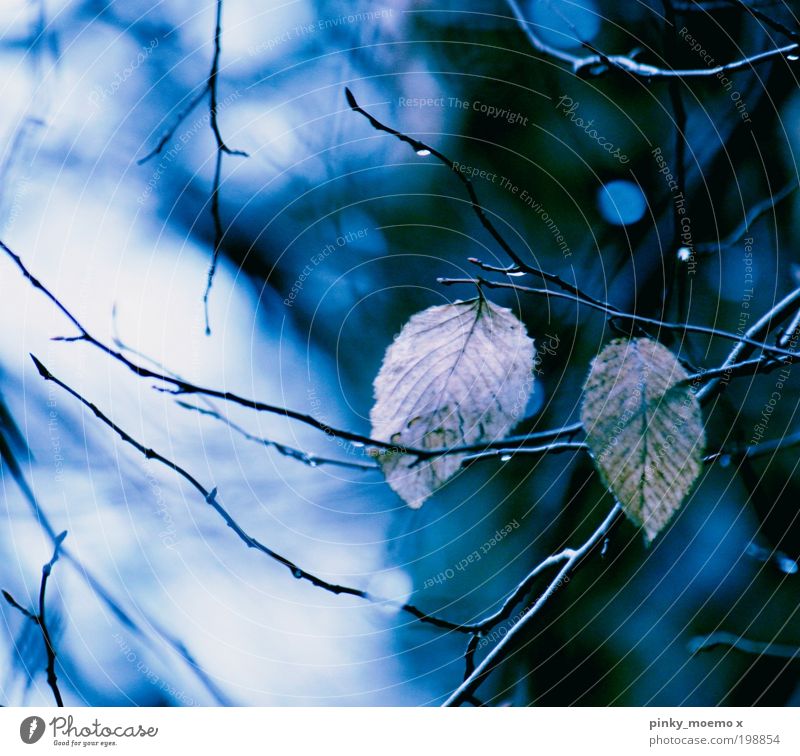 Still alive Natur Luft schlechtes Wetter Regen Eis Frost Pflanze Baum Blatt Tropfen Rauch alt hell kalt Gefühle Stimmung Kraft Willensstärke ruhig Reinlichkeit
