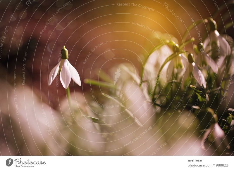 Schneeglöckchen - STAR elegant Stil Natur Sonne Sonnenlicht Frühling Schönes Wetter Pflanze Blume Blatt Blüte Wildpflanze Liliengewächse Pflanzenteile
