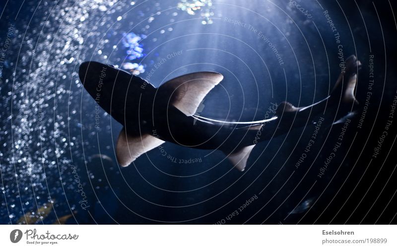 .... Aquarium Wasser Meer Tier Haifisch Zoo 1 beobachten Jagd ästhetisch bedrohlich nass wild blau schwarz Langeweile Heimweh Bewegung Schwimmen & Baden