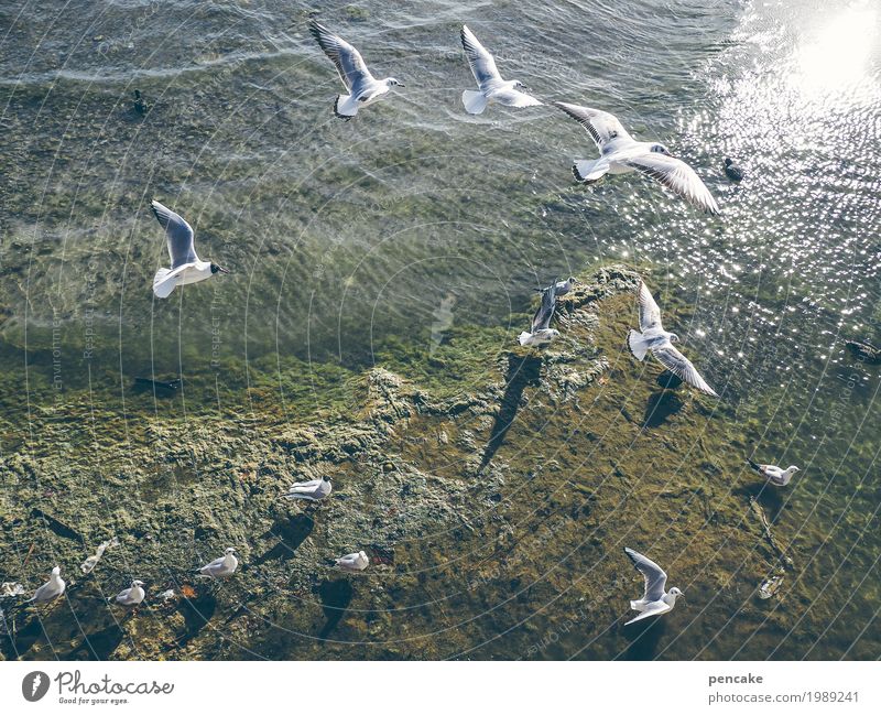 komm ins schwärmen Urelemente Sand Wasser Schönes Wetter Seeufer Wildtier Vogel Schwarm fliegen Schwimmen & Baden frei Freude Glück Fröhlichkeit Leidenschaft