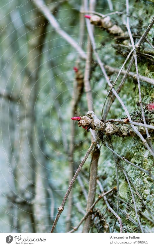 Kreuz und quer Umwelt Natur Pflanze Sträucher Moos Garten Park ästhetisch Mauer Mauerpflanze Ranke rot grün kreuzen Netz Blüte Blütenknospen Farbfoto
