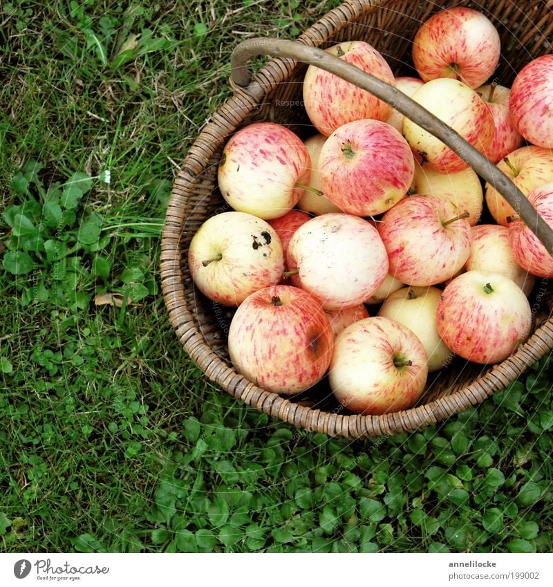 Sommeräpfel Lebensmittel Frucht Apfel Ernährung Picknick Bioprodukte Vegetarische Ernährung Korb Gesundheit Häusliches Leben Garten Herbst Pflanze Gras
