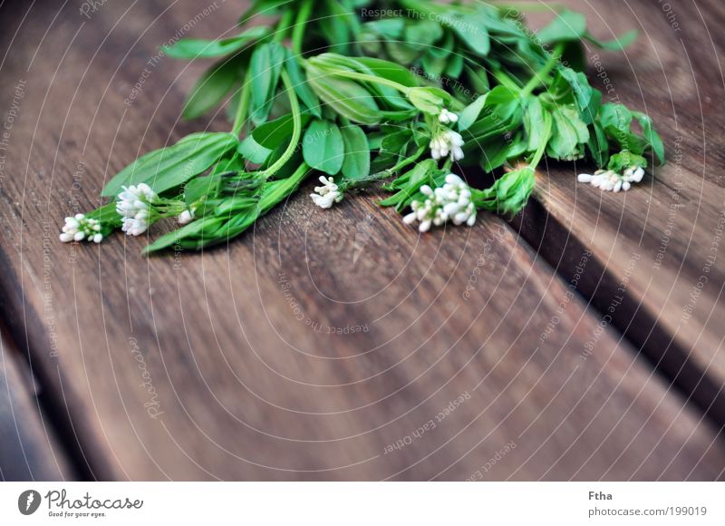 Waldmeisterlich Lebensmittel Kräuter & Gewürze aromatisch grün Grünpflanze Blüte Heilpflanzen ätherisch mehrfarbig Menschenleer Textfreiraum unten