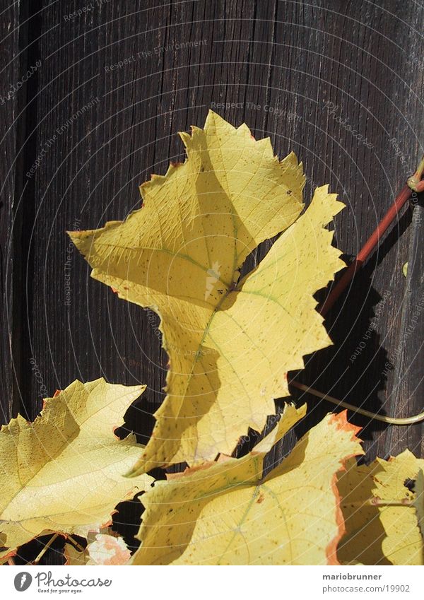 yellow_wine Weinblatt Blatt Holz gelb Herbst herbstlich