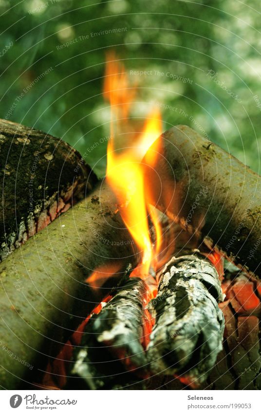 da brennt der Weihnachtsbaum Grillen Feuerwehr Feuerstelle Veranstaltung Natur Wärme Dürre Pflanze Baum Holz leuchten heiß Appetit & Hunger Erholung
