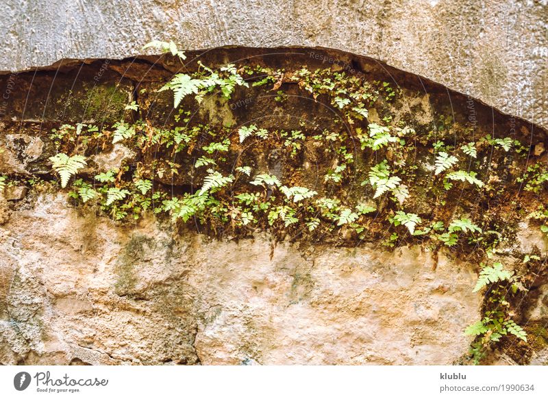 Die Pflanze in einem Stein Design schön Umwelt Natur Gras Blatt Felsen alt Wachstum natürlich grün Konsistenz Hintergrund Wand Oberfläche rau Außenaufnahme