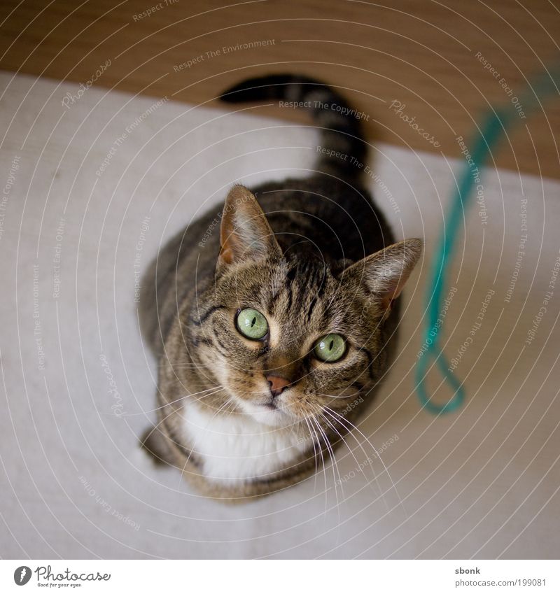 katzenkitsch Tier Haustier Katze beobachten Bewegung Fressen hocken Jagd Spielen warten Energie Farbfoto Innenaufnahme Blick