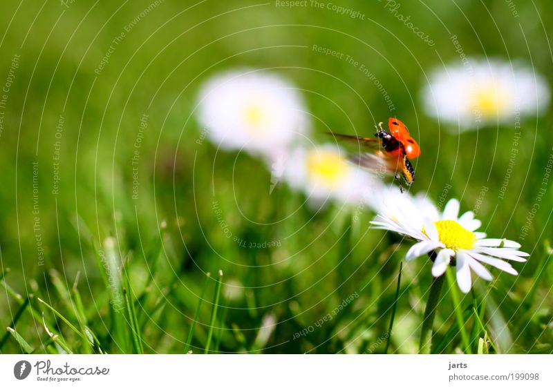 ...fliegen Natur Frühling Schönes Wetter Wiese Tier Käfer 1 Lebensfreude jarts Marienkäfer Farbfoto Außenaufnahme Nahaufnahme Detailaufnahme Menschenleer