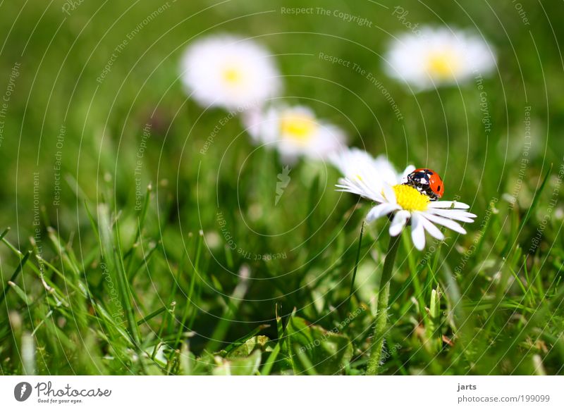 Zeit zum... Natur Frühling Blume Gras Garten Wiese Wildtier Käfer 1 Tier frei Gelassenheit Idylle ruhig Marienkäfer jarts Farbfoto
