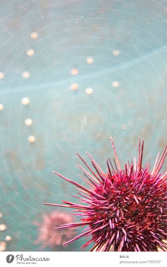 Zoobesuch in Bit.anien Natur Wasser Meer Tier Aquarium Seeigel Kugel hängen liegen exotisch rund Spitze stachelig blau rosa Punkt Stachel Meeresfrüchte