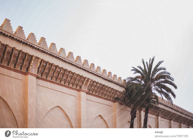 Marokko Sommer Schönes Wetter Pflanze exotisch Palme Dorf Mauer Wand Wärme Tourismus Farbfoto Außenaufnahme Menschenleer Textfreiraum oben Tag Sonnenlicht