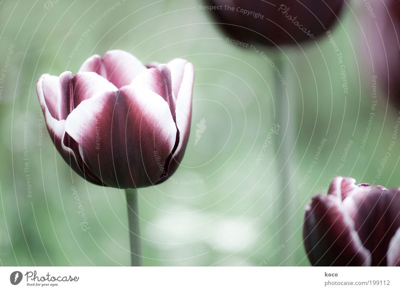 In meinem Garten schön Natur Pflanze Frühling Blume Tulpe Blüte Blühend Wachstum ästhetisch Duft grün schwarz violett Gedeckte Farben Außenaufnahme