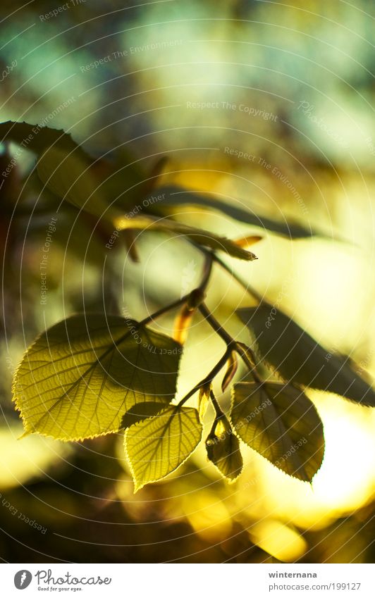 Sonnenuntergang hinter Lindenblättern Natur Pflanze Sonnenlicht Frühling Baum Blatt Fröhlichkeit Frühlingsgefühle Coolness Optimismus Kraft Willensstärke