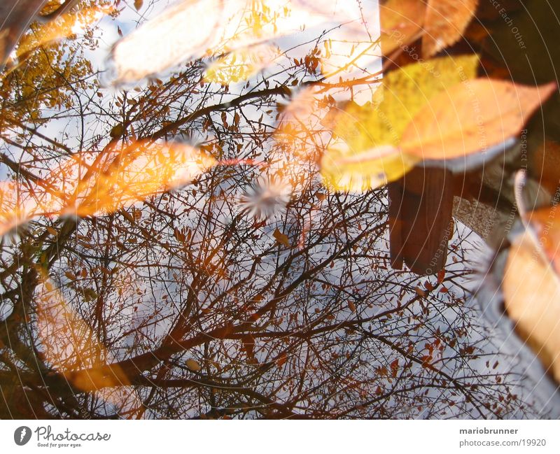 herbst_02 Blatt Herbst nass Reflexion & Spiegelung Baum gelb Wasseroberfläche herbstlich Ast Regentonne