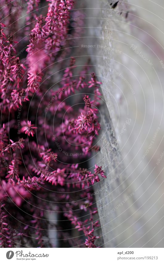 th!nk pink Freizeit & Hobby Ferien & Urlaub & Reisen Ausflug Heide Umwelt Natur Pflanze Frühling Blüte Grünpflanze Garten berühren Lächeln braun grau rosa Glück