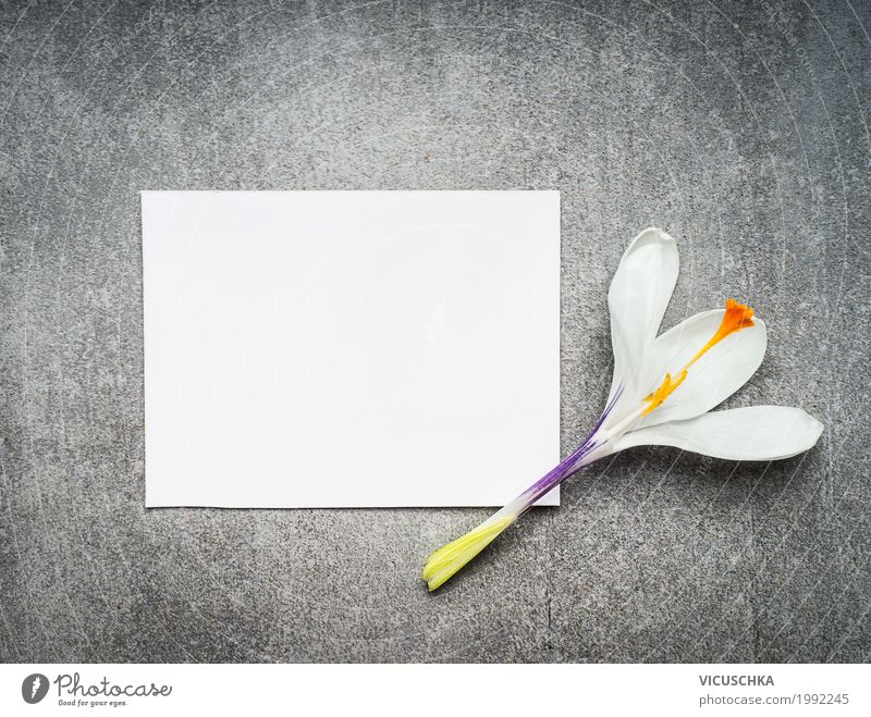 Frühjahr Grußkarte mit weißem Krokus Stil Design Feste & Feiern Muttertag Natur Pflanze Frühling Blume Blumenstrauß Zeichen Liebe gelb Krokusse Postkarte Papier