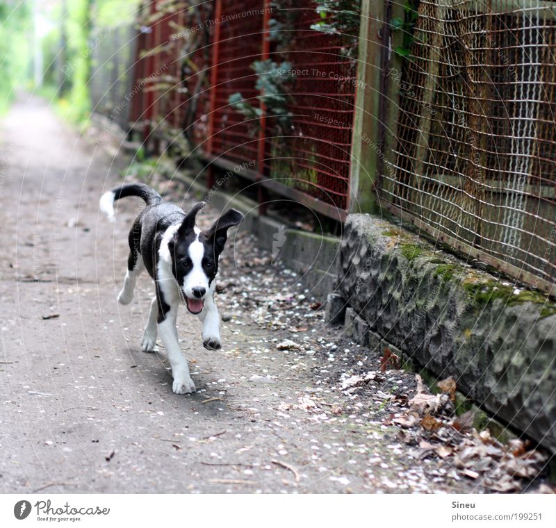 Run Forrest, run! Wege & Pfade Hund 1 Tier Tierjunges laufen Spielen frech Fröhlichkeit Glück schön lustig niedlich klug Geschwindigkeit schwarz weiß Freude