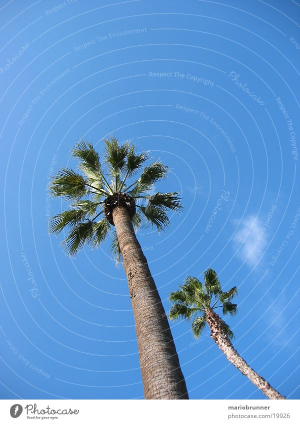 palmen Palme Kalifornien Strand Sommer Physik Sonne Himmel blau Wärme