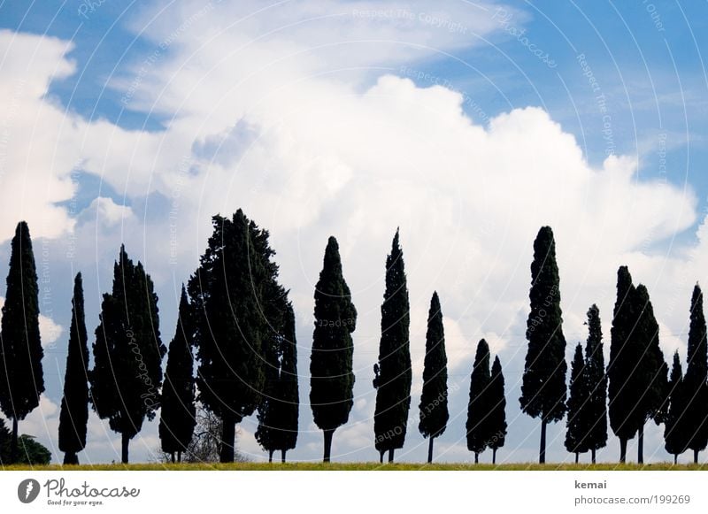 Römische Bäume Ferien & Urlaub & Reisen Ausflug Italien Rom Toskana Umwelt Natur Landschaft Pflanze Himmel Wolken Sonne Sommer Klima Schönes Wetter Wärme Baum